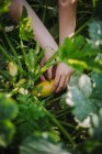 Donna che raccoglie zucchine in un orto, Serbia — Foto stock