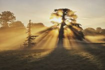 Sunlight through the trees, Farley Hill, Berkshire, Reino Unido - foto de stock