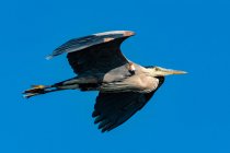 Great Blue Heron in Flight, Salish Sea, Columbia Britannica, Canada — Foto stock
