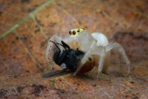Salto ragno mangiare un insetto, vista da vicino — Foto stock