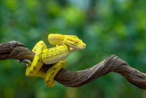 Green tree python on a branch, Indonesia — Stock Photo