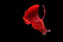 Beautiful red Betta fish swimming in aquarium on dark background, close view — Stock Photo