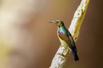 Beautiful colorful Sunbird on branch at sunny day, Indonesia — стоковое фото