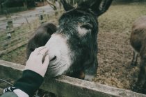 Femme caressant âne, gros plan — Photo de stock