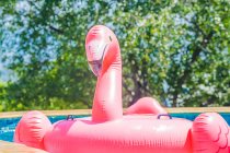 Надувной фламинго в бассейне — стоковое фото