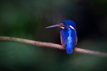 Pescatore dalle orecchie blu su ramo, Malesia — Foto stock