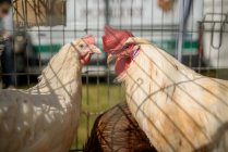 Dos gallos en una jaula, Irlanda - foto de stock
