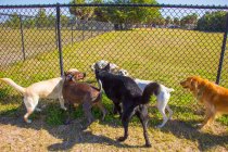 Группа собак по обе стороны забора в общественном парке, США — стоковое фото