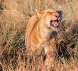 Lion femelle rugissant, Masai Mara, Kenya — Photo de stock