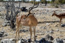 Черноликая импала, Национальный парк Этоша, Намибия — стоковое фото