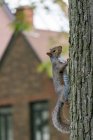 Grigio scoiattolo arrampicata su un albero, Stati Uniti — Foto stock