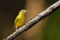 Beautiful colorful White-eyes bird on branch at sunny day, Indonesia — Stock Photo