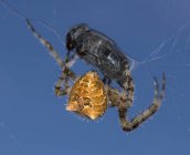 Павук - ткач ловить кінських мушок, арізону, з 