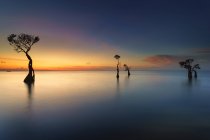Mangrove, Walakiri Strand, Ost Sumba, Ost Nusa Tengara, Indonesien — Stockfoto