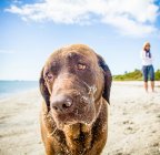 Frau geht am Strand mit einem Labrador-Hund aus Schokolade, der mit Sand bedeckt ist, USA — Stockfoto