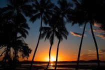 Palmen am Strand bei Sonnenuntergang, Queensland, Australien — Stockfoto