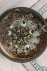 Вид зверху рослини кактуса — стокове фото