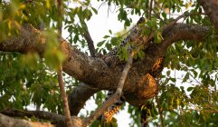 Filhote de leopardo deitado em uma árvore, África do Sul — Fotografia de Stock