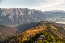 Лиственничный лес в Австрийских Альпах, Зальцбург, Австрия — стоковое фото