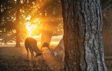 Two stags fighting at sunset, Bushy Park, Richmond upon Thames, United States — Stock Photo