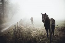 Two horses standing in a field in the mist, France — Stock Photo