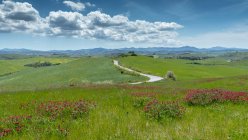 Fiori di campo nel paesaggio rurale, Toscana, Italia — Foto stock
