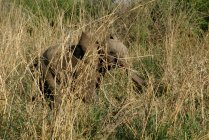 Слоняче теля в кущах (Лімпопо, Північна провінція, ПАР). — стокове фото