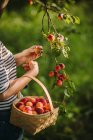Mulher escolhendo damascos em seu jardim, Sérvia — Fotografia de Stock