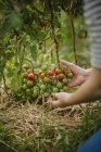 Жінка перевіряє помідори вишневих рослин у своєму городі (Сербія). — стокове фото