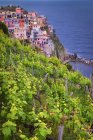 Vignoble sur une falaise escarpée à Manarola, La Spezia, Ligurie, Italie — Photo de stock