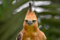Portrait de Javan Hawk-eagle, Indonésie — Photo de stock