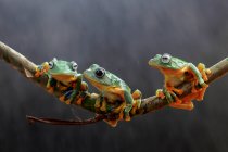 Три літаючі жаби Уоллеса на гілці, Індонезія. — стокове фото