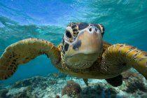 Portrait d'une tortue de mer nageant au-dessus d'un récif corallien, île Lady Elliot, Grande Barrière de Corail, Queensland, Australie — Photo de stock