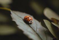 Nahaufnahme eines Marienkäfers auf einem Blatt, Brasilien — Stockfoto
