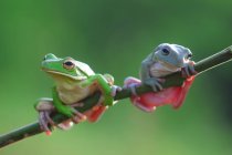Deux grenouilles sur une branche, Indonésie — Photo de stock