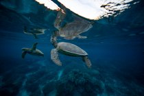 Duas tartarugas marinhas nadando no oceano, Lady Elliot Island, Great Barrier Reef, Queensland, Austrália — Fotografia de Stock