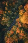 Vista aérea del automóvil conduciendo a través de un bosque otoñal, Salzburgo, Austria - foto de stock