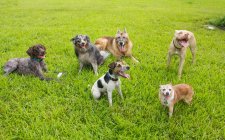 Six dogs in a dog park, United States — Stock Photo