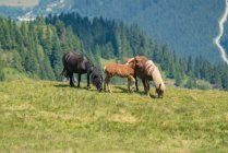 Дикі коні в австрійських Альпах (Зальцбург, Австрія). — стокове фото