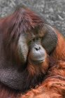 Portrait of a male orangutan, Indonesia — Stock Photo