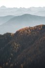 Forêt de mélèzes d'automne dans les Alpes autrichiennes, Salzbourg, Autriche — Photo de stock