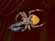 Orb Weaver Spider Capturing Horsefly, Arizona, Estados Unidos da América — Fotografia de Stock