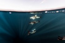 Дельфины, плавающие под водой, Калифорния, США — стоковое фото