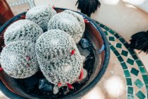 Крупный план выращивания кактусов в блюде — стоковое фото