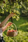 Woman picking apricots in her garden, Serbia — Stock Photo
