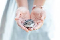 Girl holding a hamster — Stock Photo