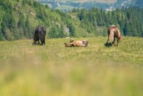 Wildpferde in den österreichischen Alpen, Salzburg, Österreich — Stockfoto
