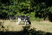Drei Kühe auf einem Feld, Frankreich — Stockfoto