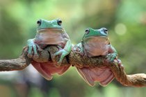 Дві пухкі деревоподібні жаби на гілці (Індонезія). — стокове фото