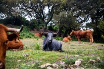 Стадо корів і биків на альпійському полі (Таріфа, Кадіс, Андалусія, Іспанія). — стокове фото